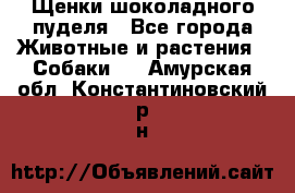 Щенки шоколадного пуделя - Все города Животные и растения » Собаки   . Амурская обл.,Константиновский р-н